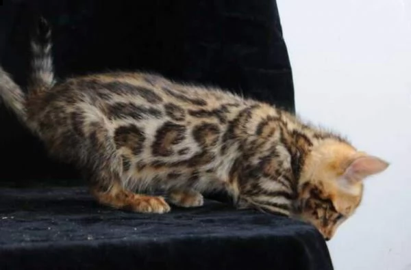 bengal un pezzetto di jungla in casa 