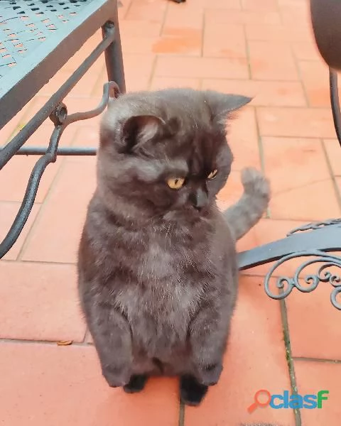 scottish straight blu british milano | Foto 1