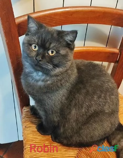 scottish straight blu british milano