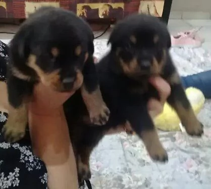 vendo cuccioli di rottweiler