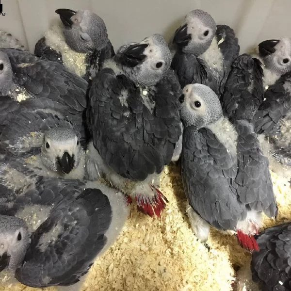 sale gray parrot