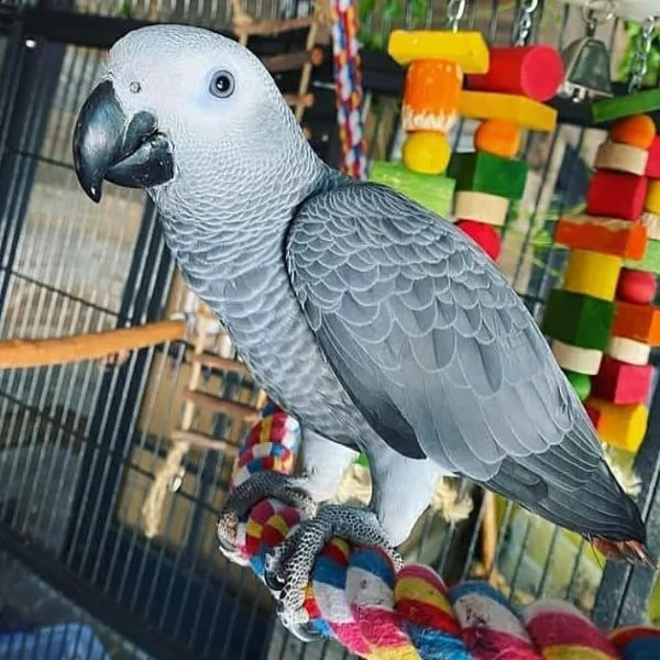 sale gray parrot[][]