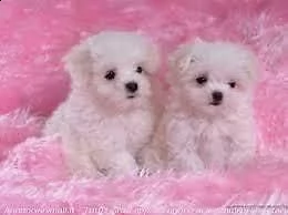 cuccioli di maltese toy 3 mesi