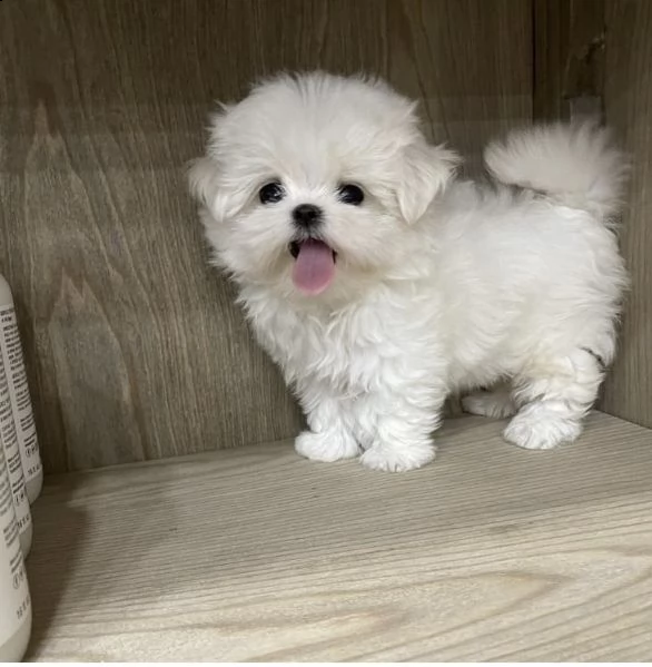 regalo maltese disponibile