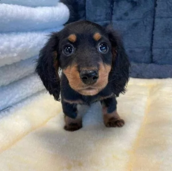 regalo bassotto disponibile……. | Foto 0