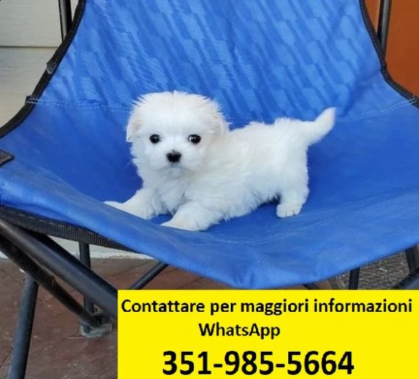 maltese maschio e femmina per l'adozione