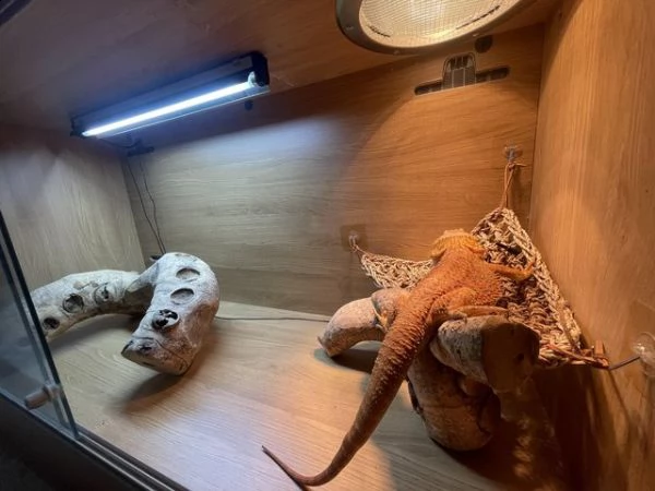 vendo drago barbuto maschio di 2 anni