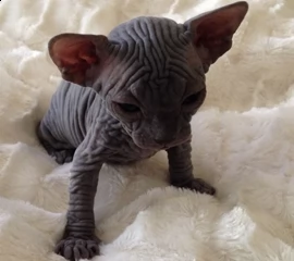disponibili tre cuccioli di sphynx