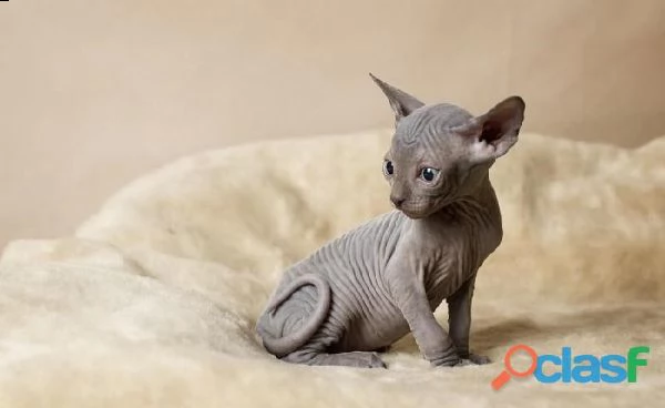 disponibili tre cuccioli di sphynx | Foto 2