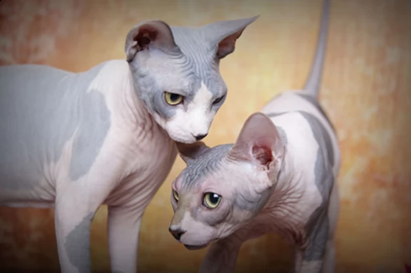 disponibili tre cuccioli di sphynx | Foto 0