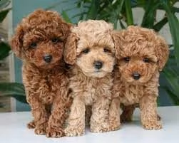 cucciolo di barboncino miny toy | Foto 1
