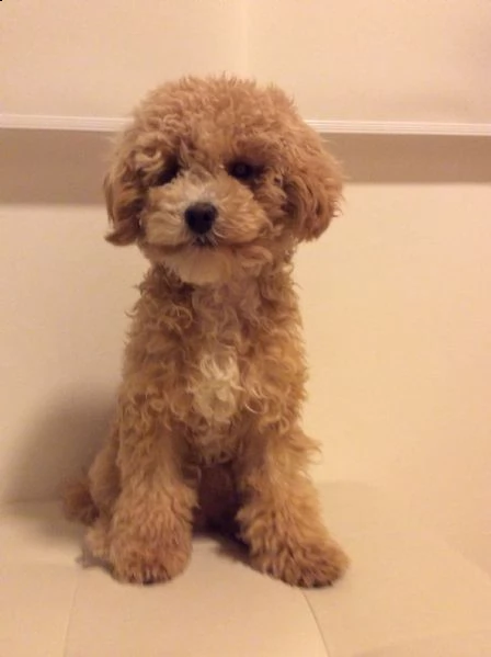 cucciolo di barboncino miny toy | Foto 0
