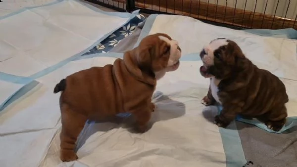 bulldog inglese maschietto