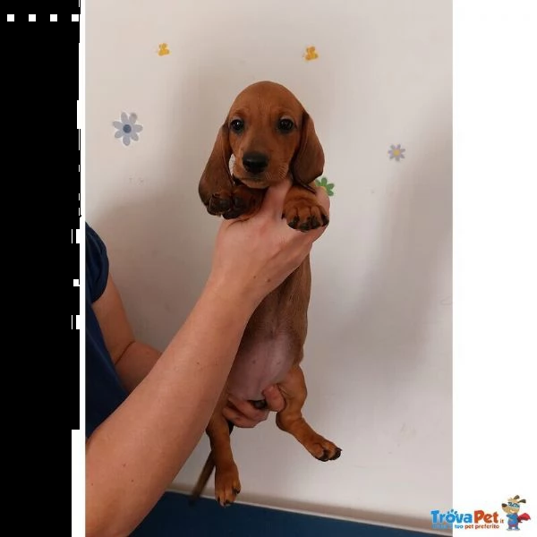 disponibili cuccioli bassotto perlo corto | Foto 1