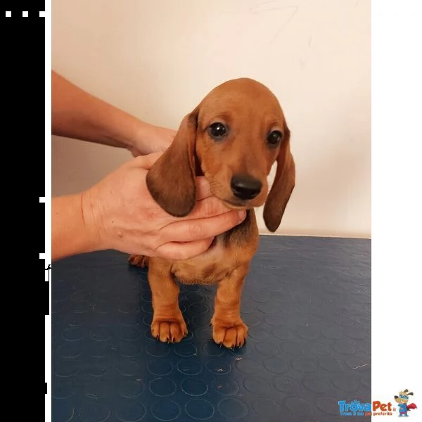 disponibili cuccioli bassotto perlo corto