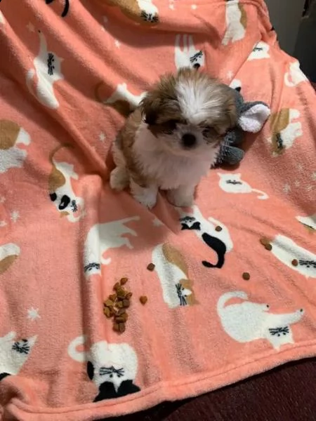bellissimo cucciolo di shih tzu in adozione
