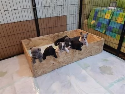 bulldog francese di diversa colorazione