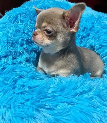 chihuahua lillac tan maschio