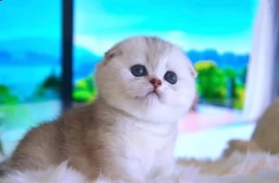 bellissimi cuccioli di scottish fold e straight