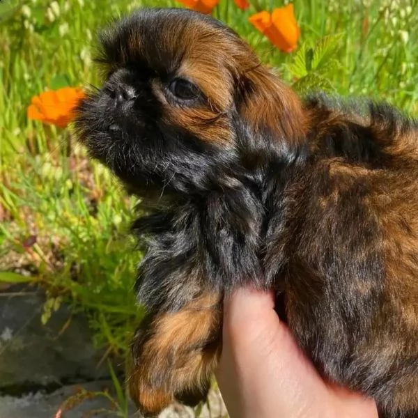  (((((((((((( regalo shih-tzu  toy)))))))€ | Foto 0