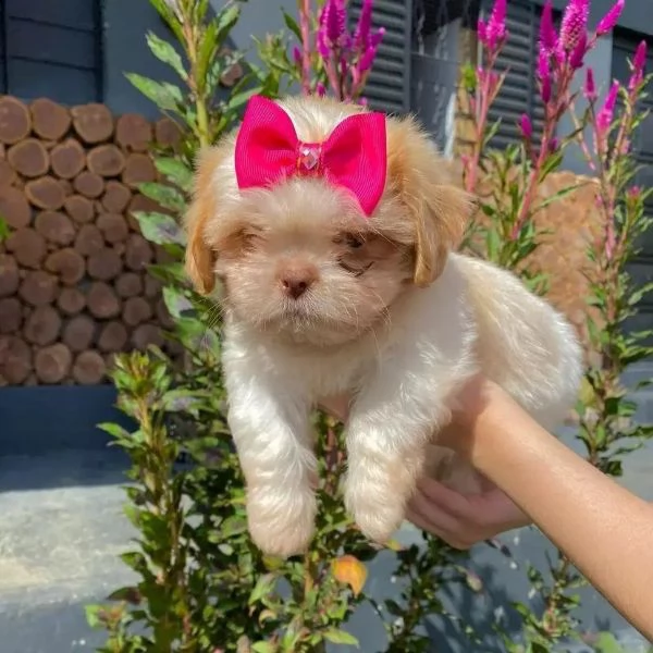  (((((((((((( regalo shih-tzu  toy)))))))€