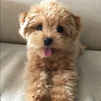 disponibile ultima barboncina albicocca