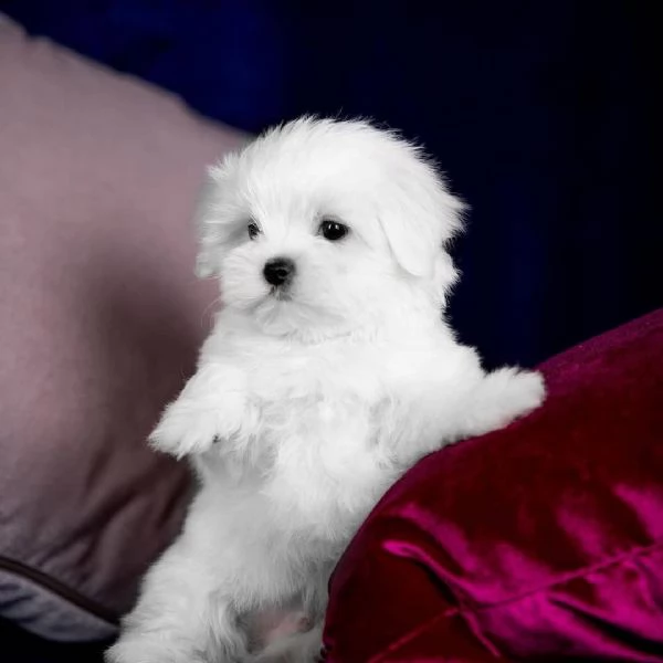 regalo maltese cuccioli meravigliosi ! 