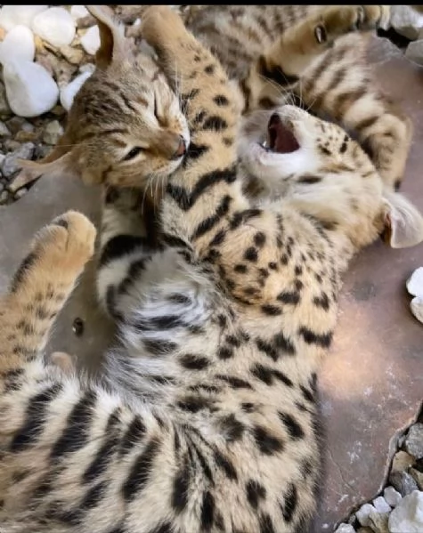  savannah cats for adoption | Foto 0