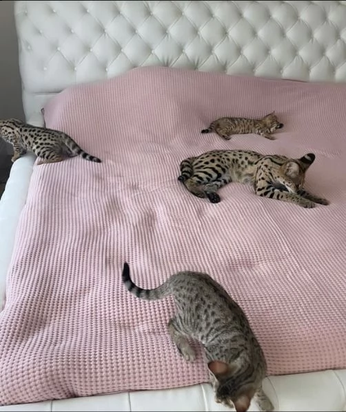  savannah cats for adoption