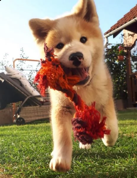 regalo akita-inu