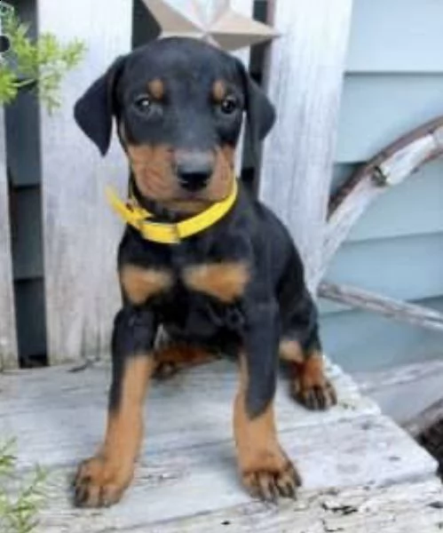  regalo rottweiler | Foto 0