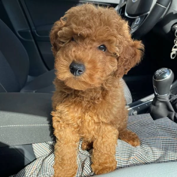  regalo barboncino cuccioli