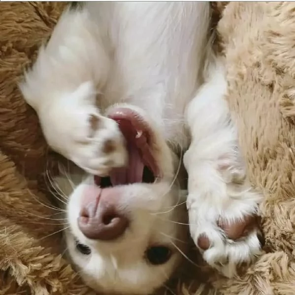 disponibile bassotto nano | Foto 0