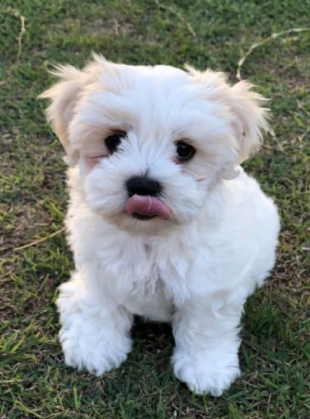 regalo  maltese mini toy | Foto 0