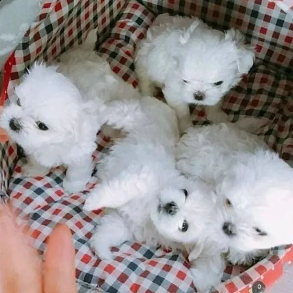 disponibili due cuccioli di maltese di prima classe