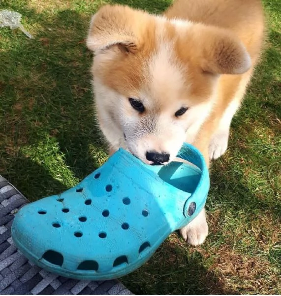 regalo akita-inu 