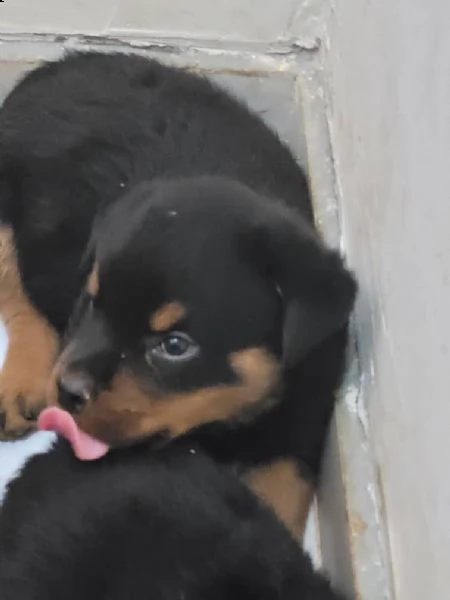  regalo rottweiler
