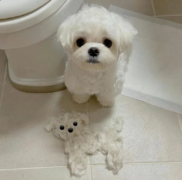 regalo  maltese mini toy | Foto 0