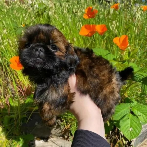   regalo shih-tzu  toy