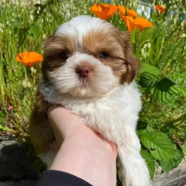   regalo shih-tzu  toy | Foto 0