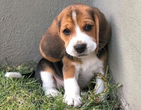 regalo beagle ….. | Foto 0