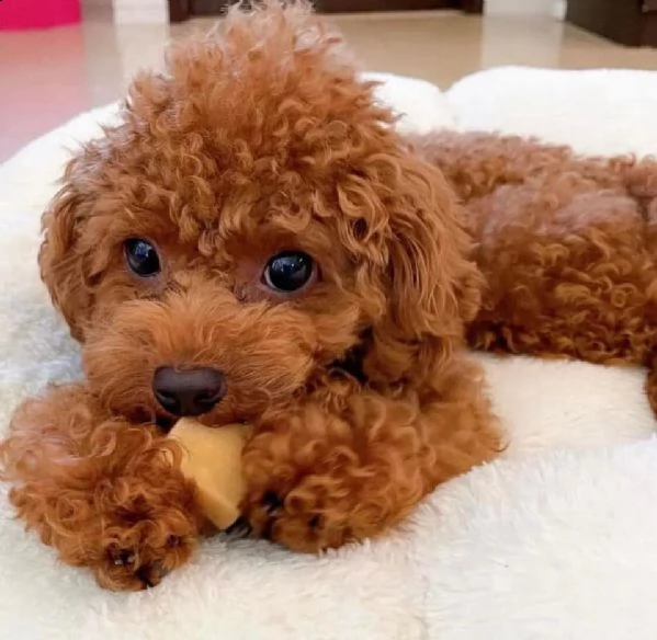 cuccioli di barboncina!