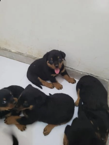 regalo rottweiler………. | Foto 0