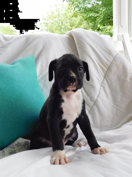 regalo boxer cuccioli disponibili……. | Foto 0