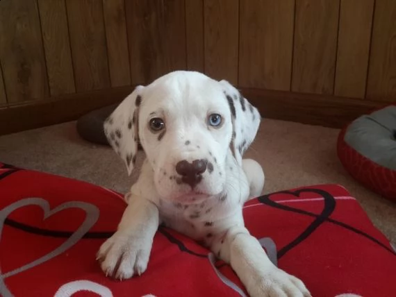 regalo dalmata(((((((( | Foto 0