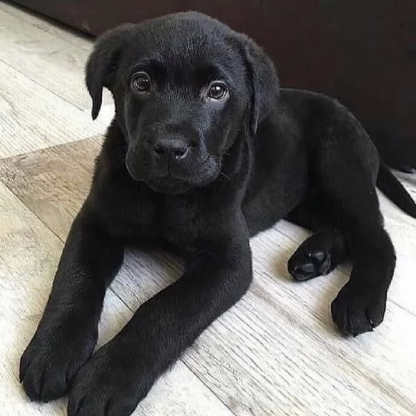 regalo cuccioli di labrador ////// | Foto 0