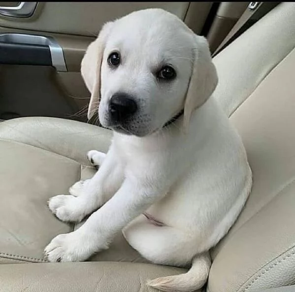 regalo cuccioli di labrador //////