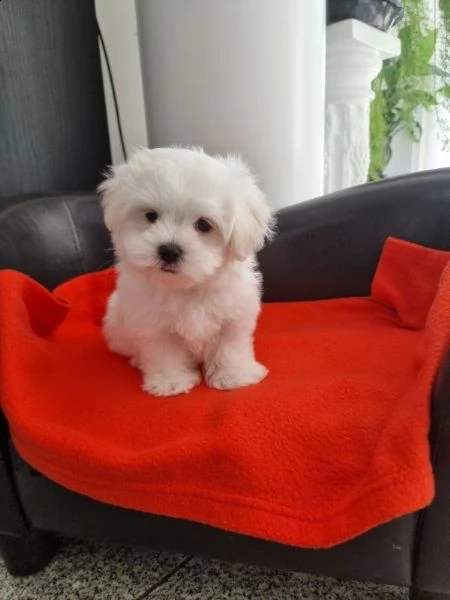 giocosi cuccioli di maltese in tazza da tè per l'adozione