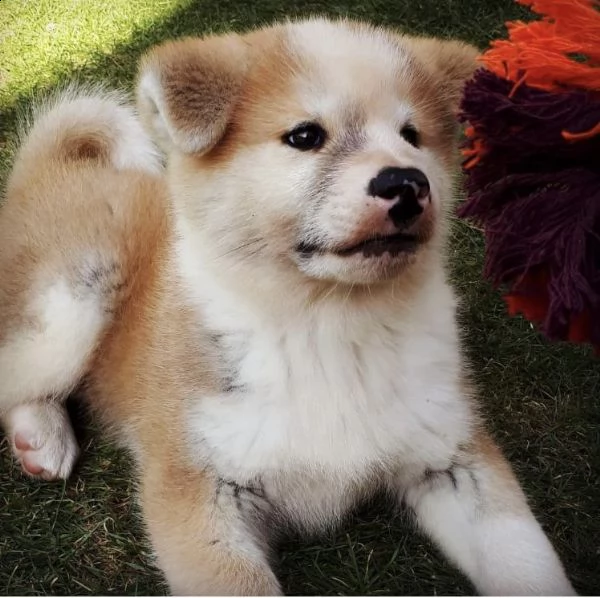 dolce cuccioli akita disponibile in regalo | Foto 0
