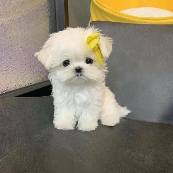 regalo  maltese mini toy
